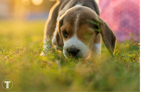 Why does my dog eat poop and how to stop it?